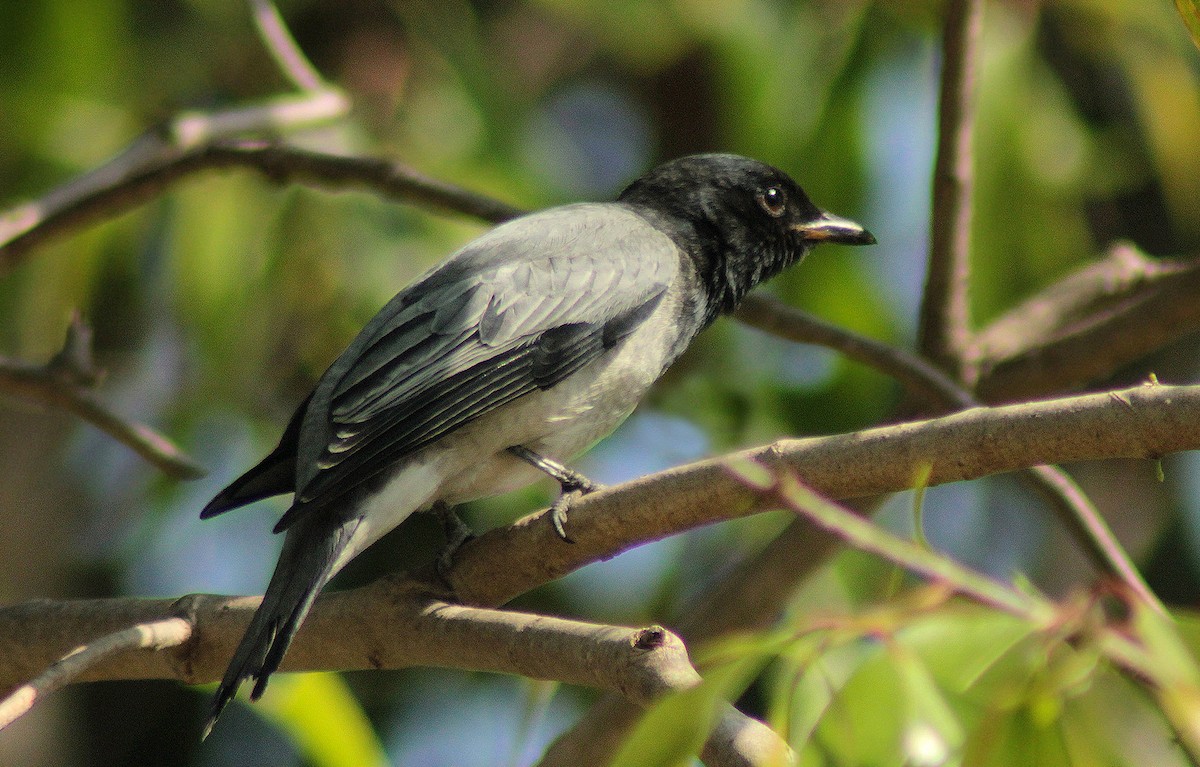Black-headed Cuckooshrike - ML355668091