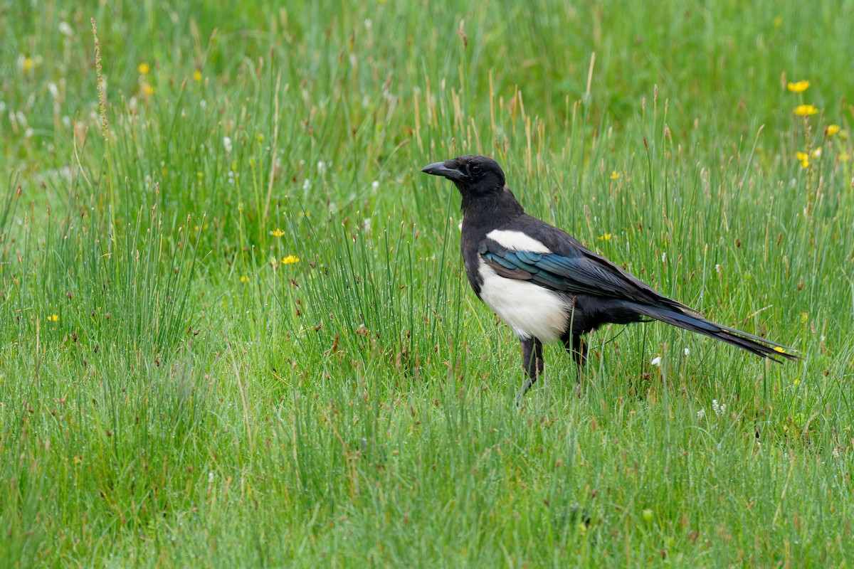 Black-rumped Magpie - ML355670141