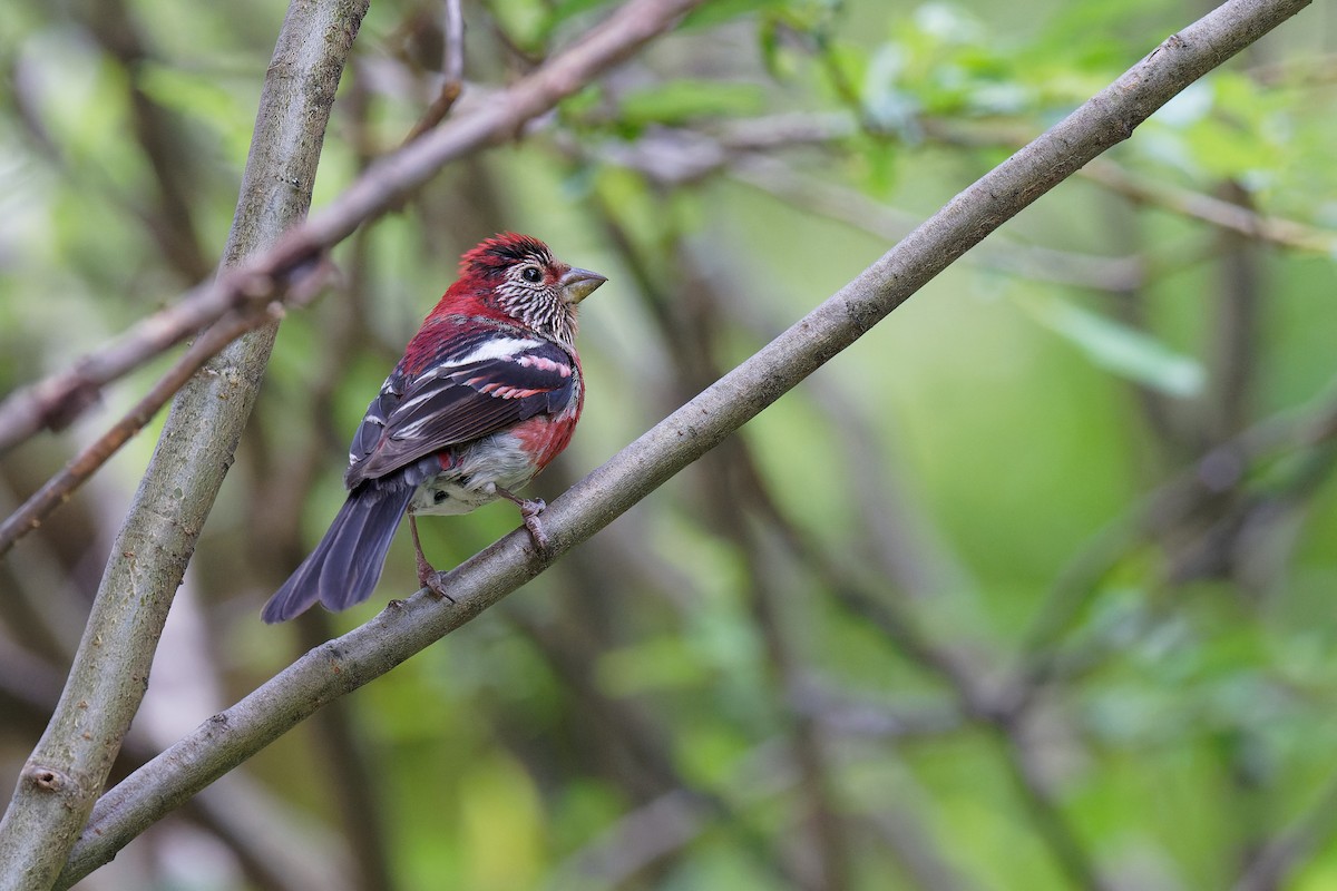 Three-banded Rosefinch - ML355670181