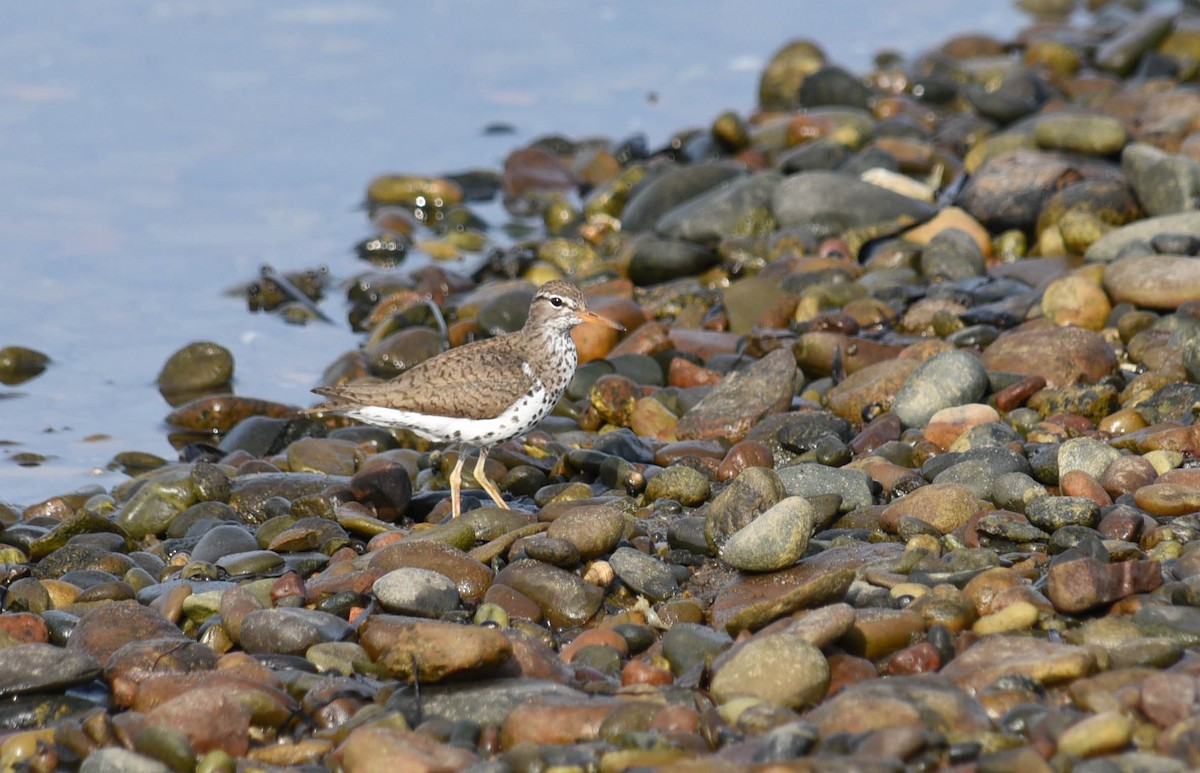Spotted Sandpiper - Kathy Marche