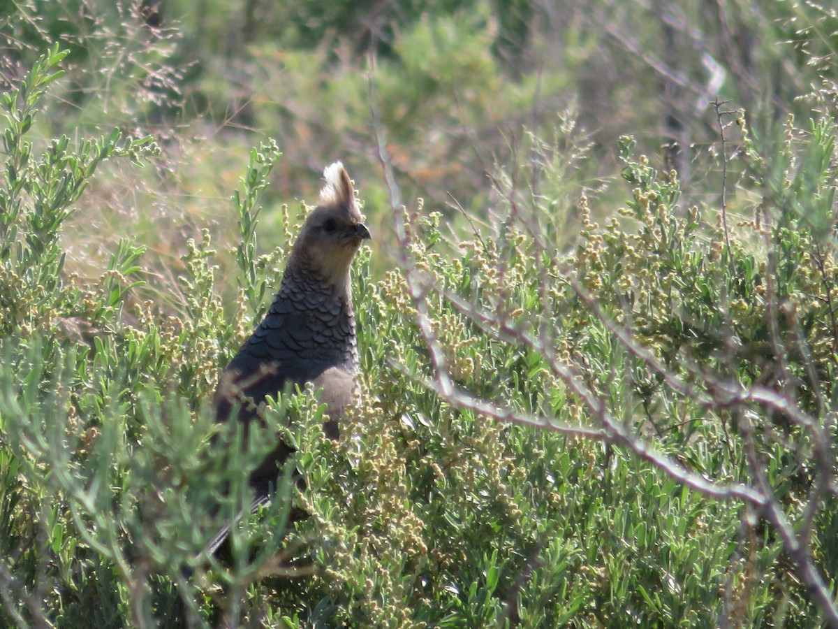 Scaled Quail - ML355671831