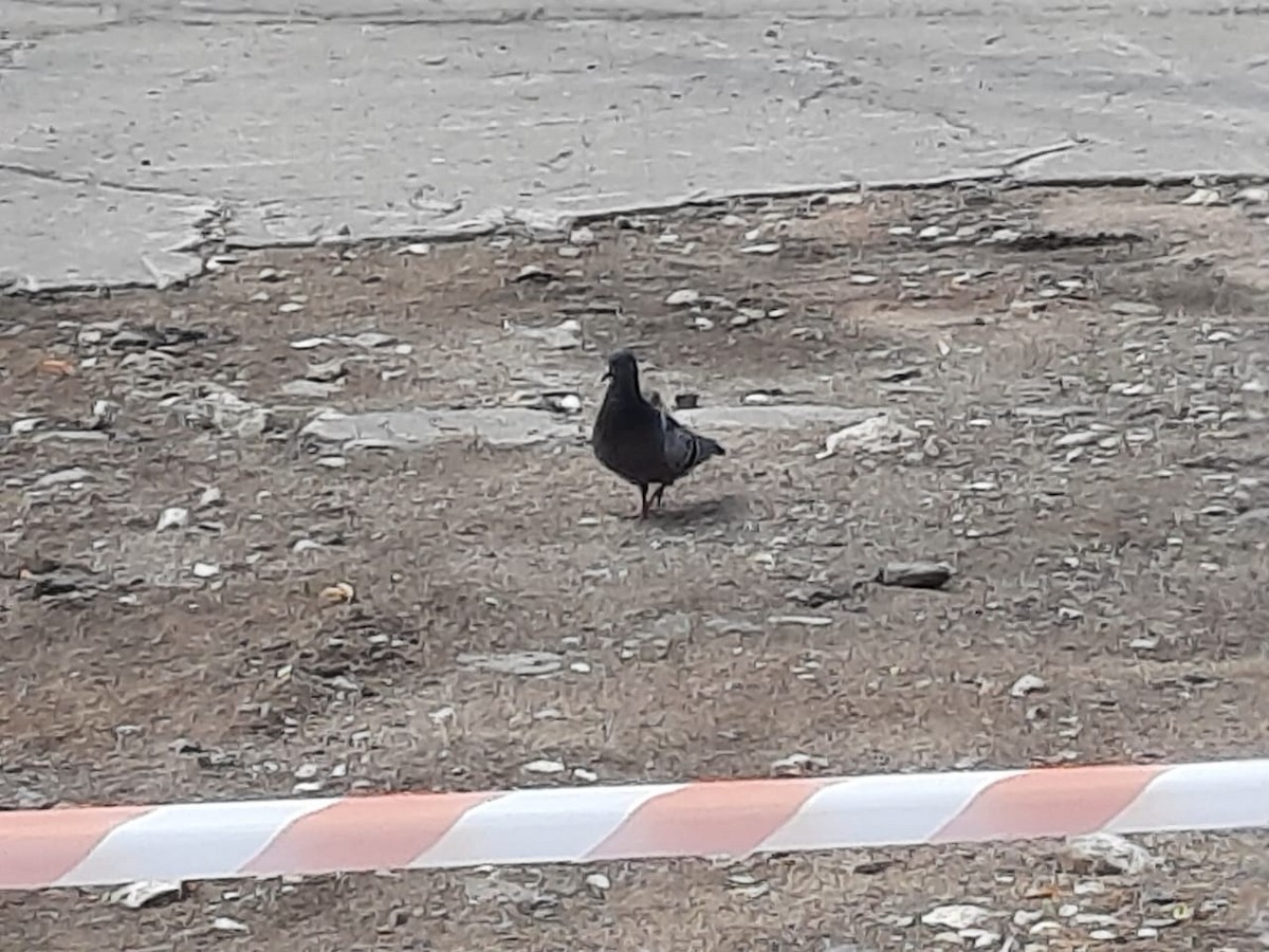 Rock Pigeon (Feral Pigeon) - ML355671981