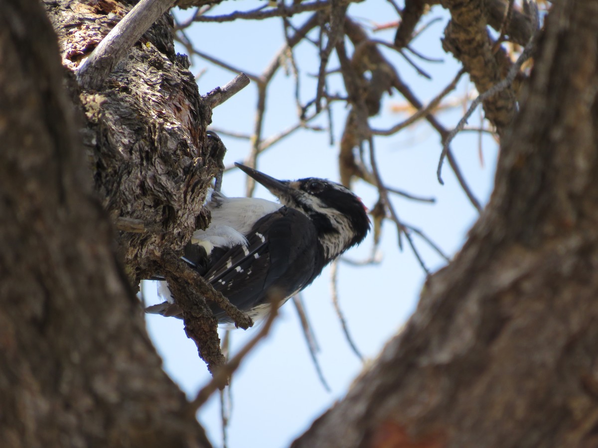 Hairy Woodpecker - ML355672021