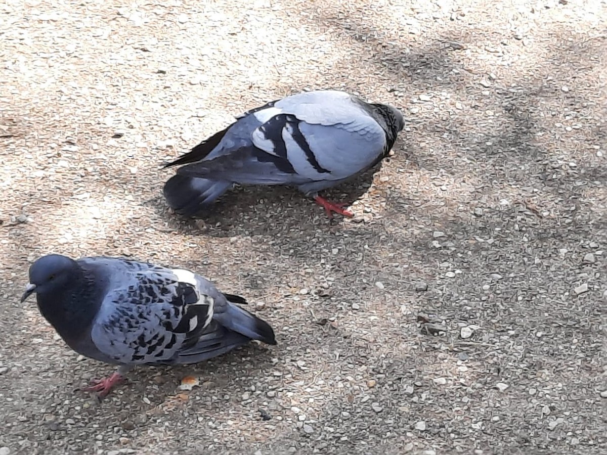 Pigeon biset (forme domestique) - ML355672401