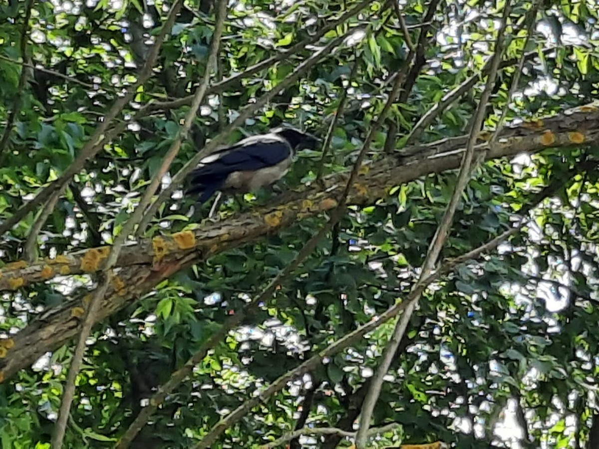 Hooded Crow - ML355672481