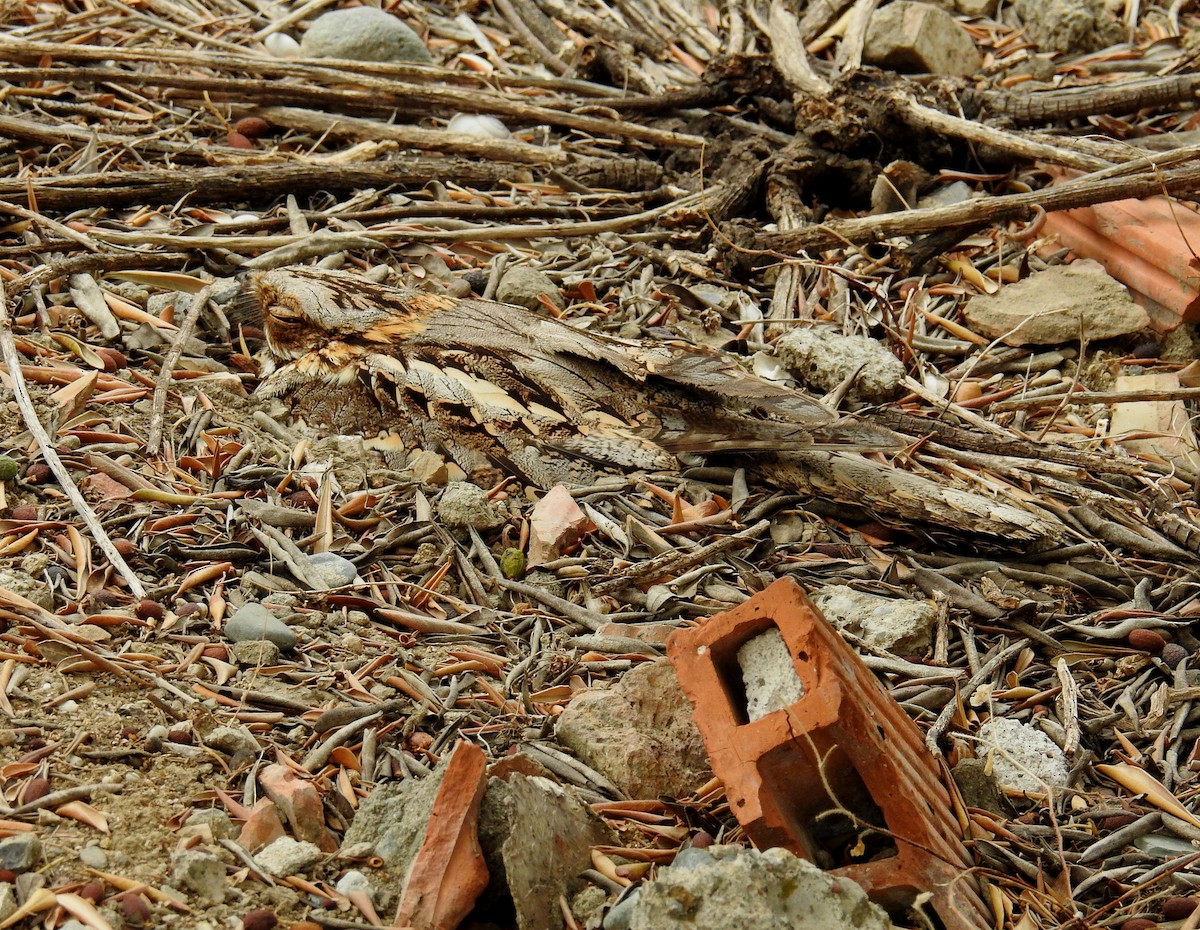 Red-necked Nightjar - ML355673461