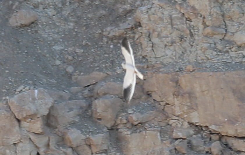 Black-winged Kite - Mustafa Erturhan