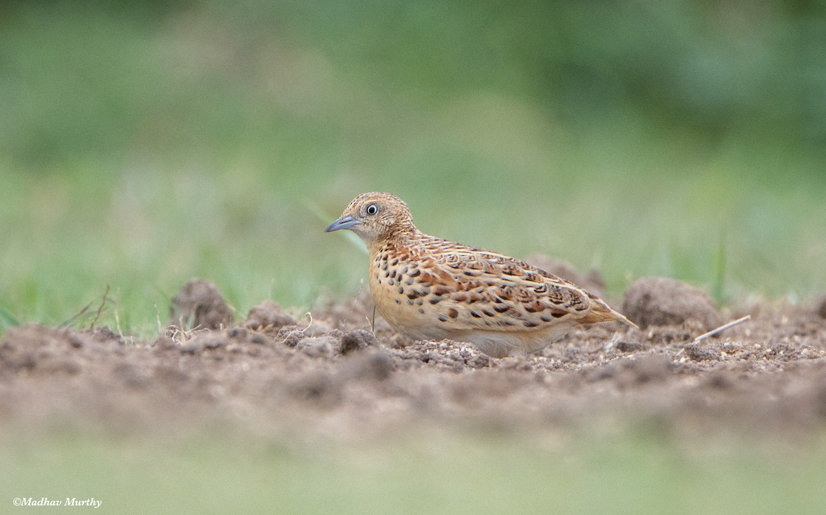 Small Buttonquail - Madhav Murthy