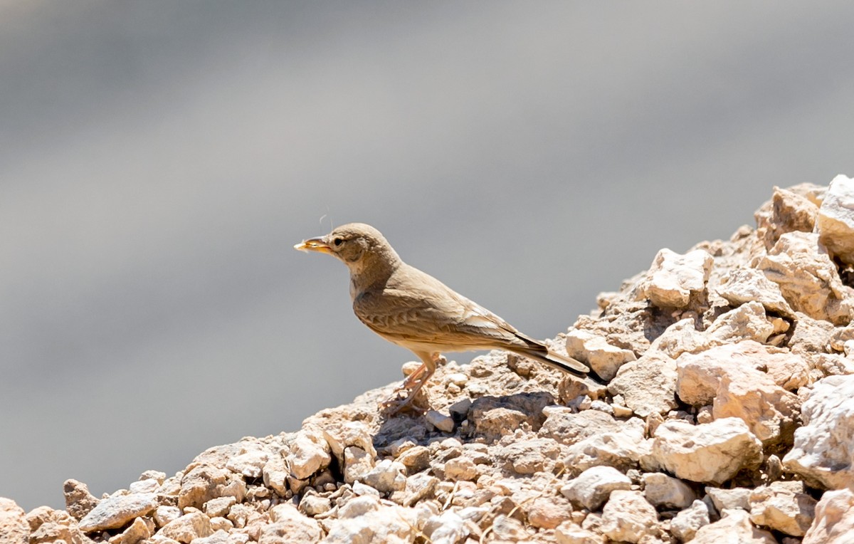 Desert Lark - ML355676321