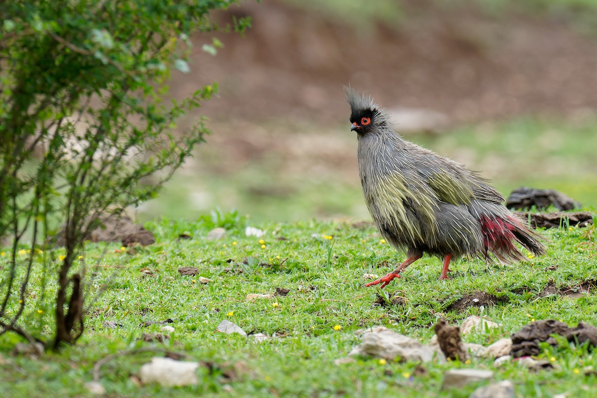 Blood Pheasant - ML355677511