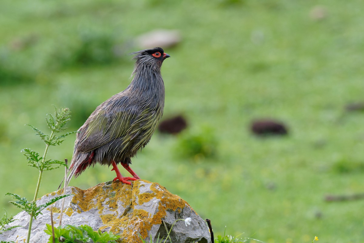 Blood Pheasant - ML355677531