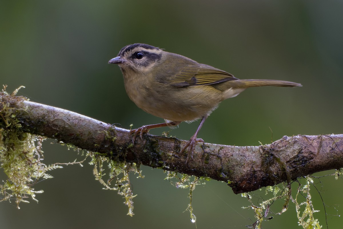 Three-striped Warbler - Jeff Maw