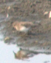 peep sp. - ML35568271