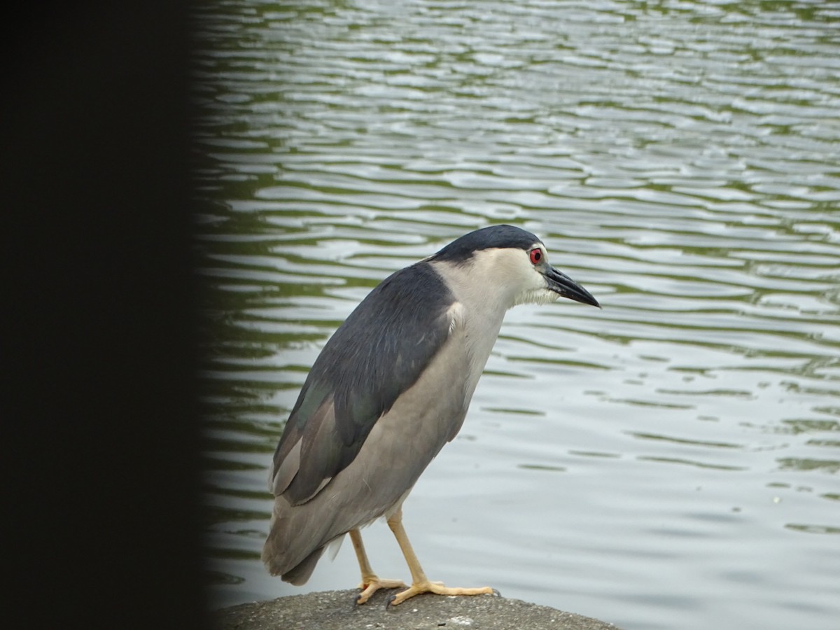 Black-crowned Night Heron - ML355683831