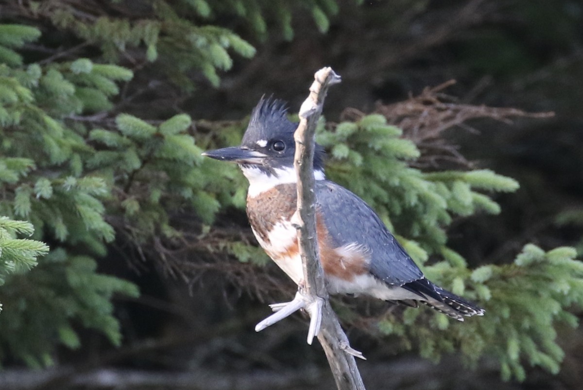 Belted Kingfisher - ML355684721