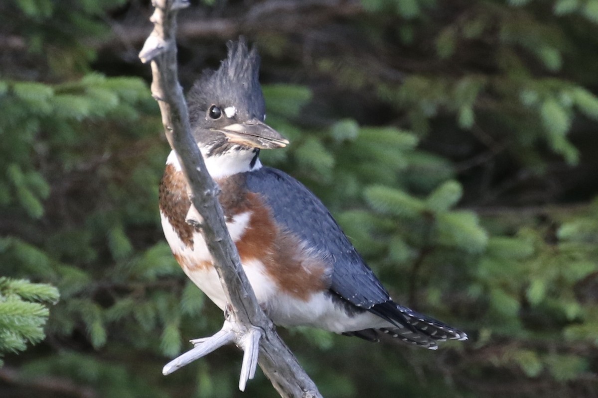 Belted Kingfisher - ML355684731