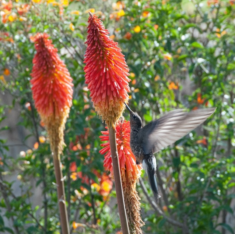 Giant Hummingbird - David Krueper