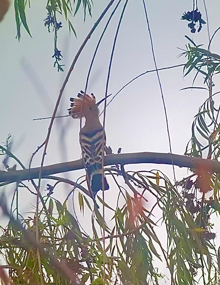 Eurasian Hoopoe - ML355684931