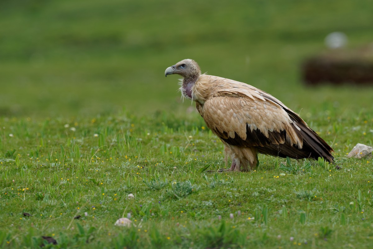 Himalayan Griffon - ML355684941