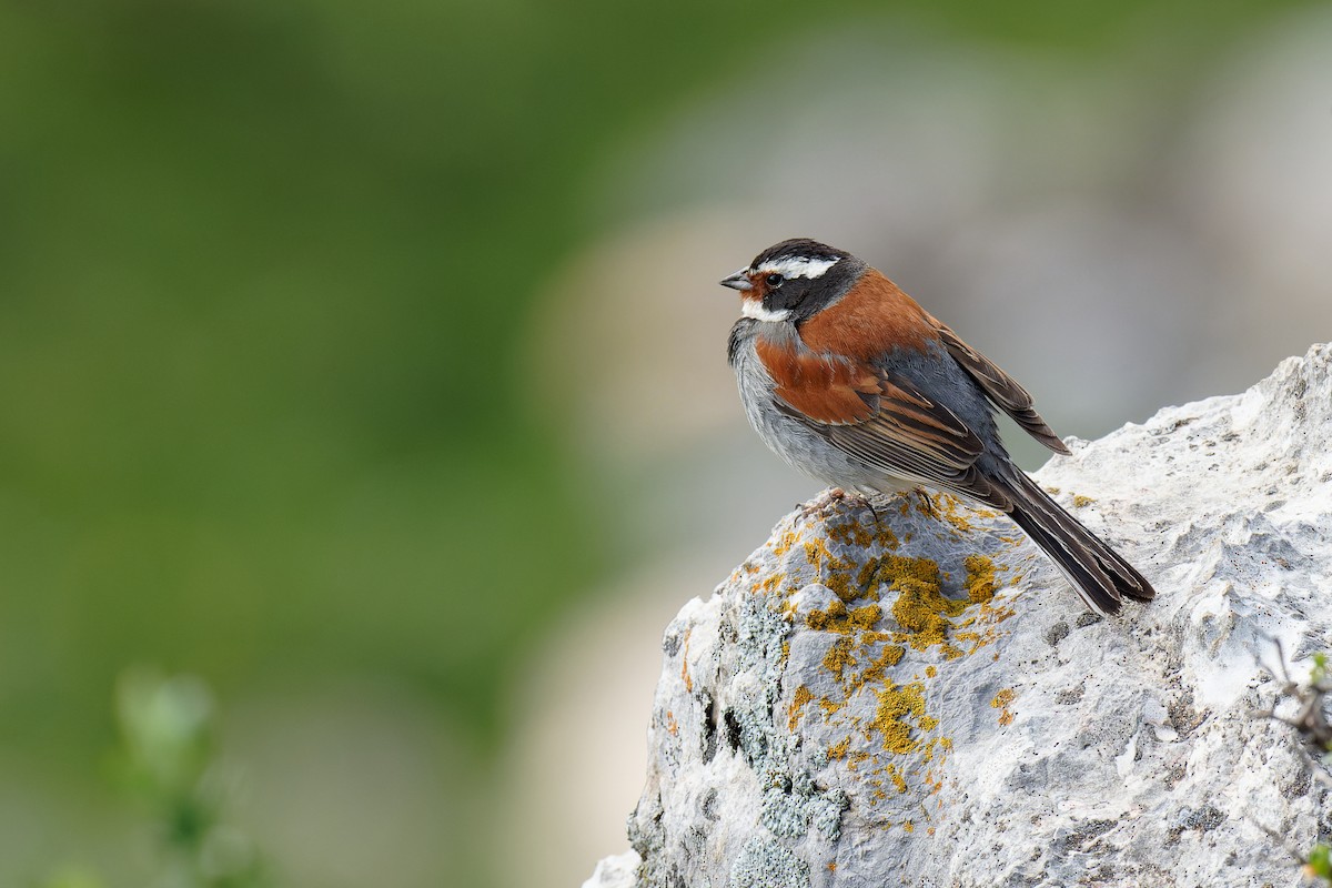 Tibetan Bunting - ML355685351