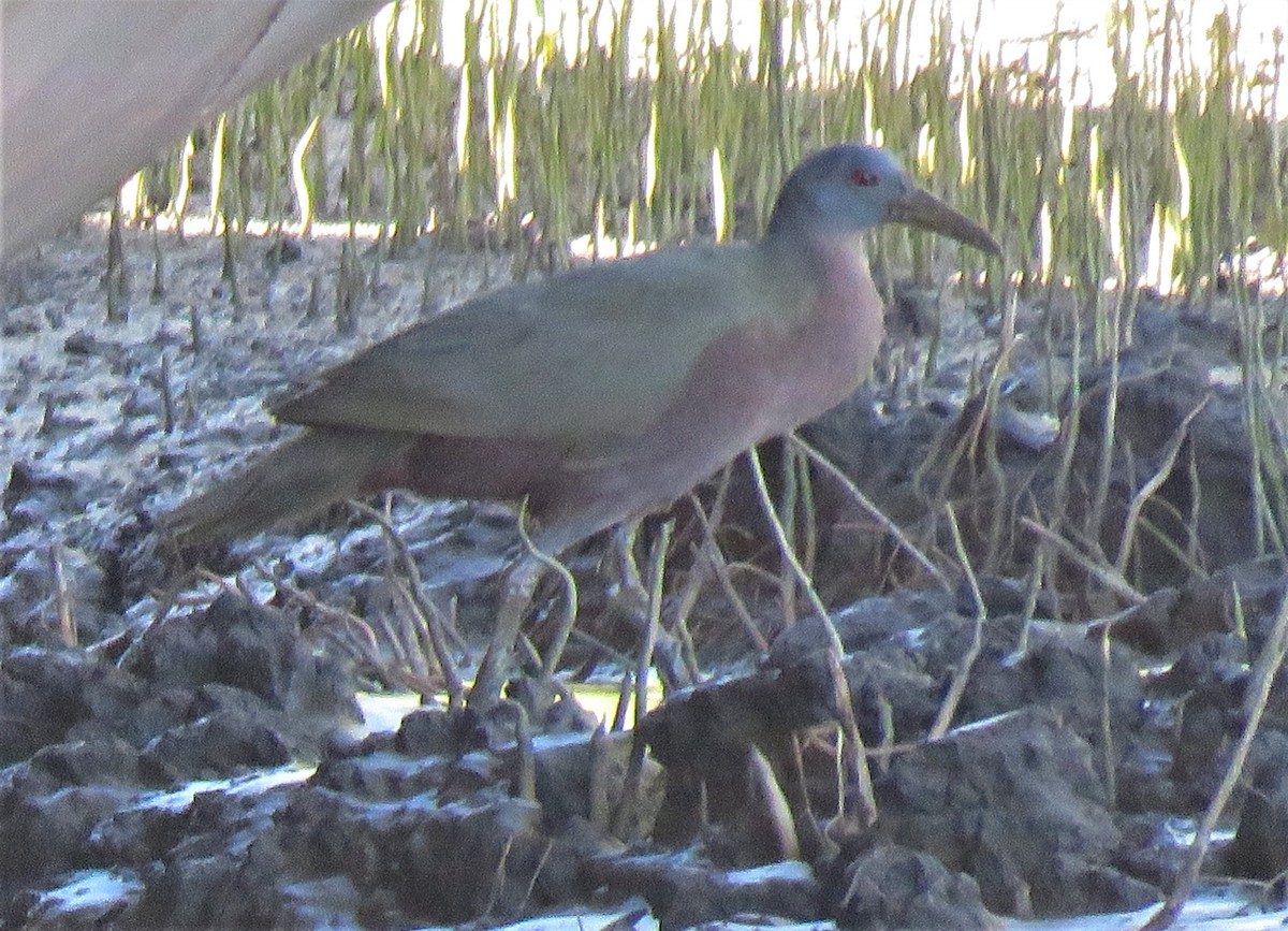 Chestnut Rail - ML355685991