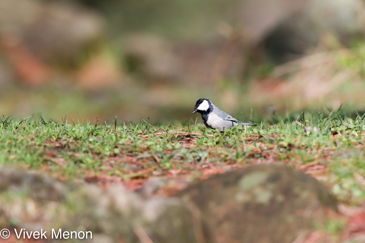 Cinereous Tit - ML355686051