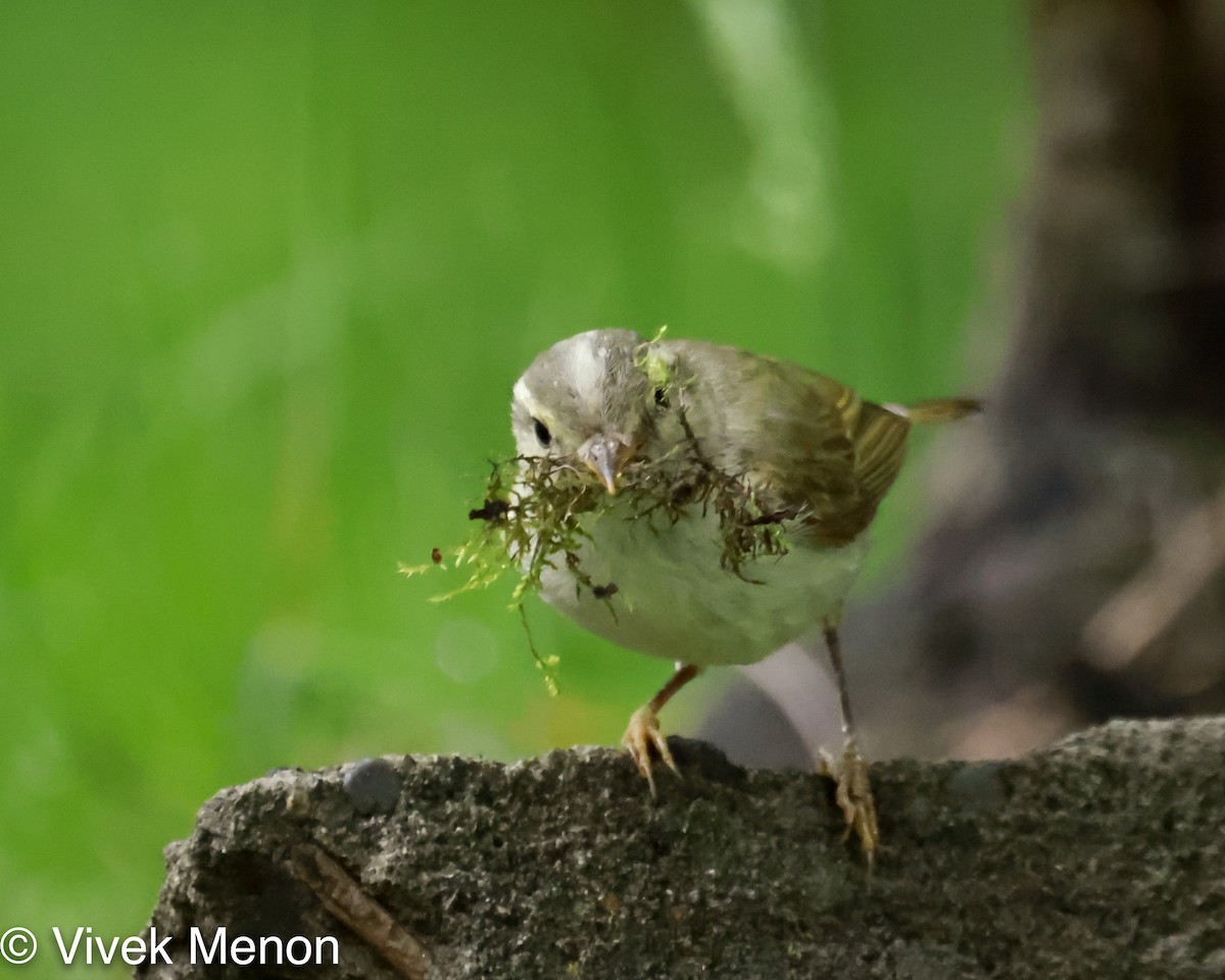 Western Crowned Warbler - ML355686111