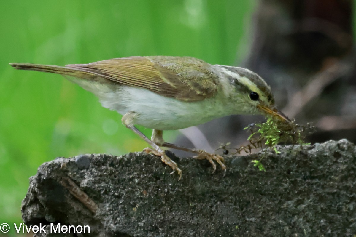 Western Crowned Warbler - ML355686131