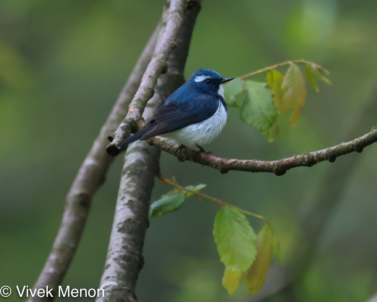 Ultramarine Flycatcher - ML355686181