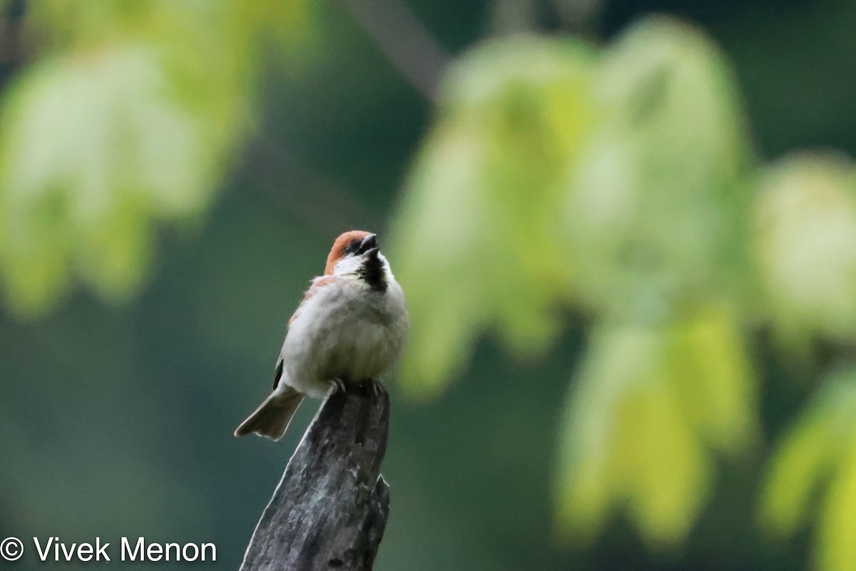 Russet Sparrow - ML355686221