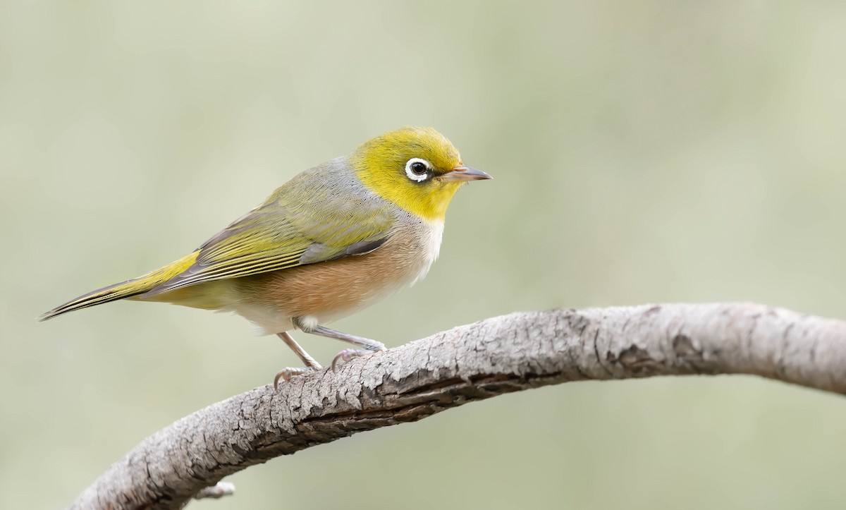 Silvereye - Zebedee Muller