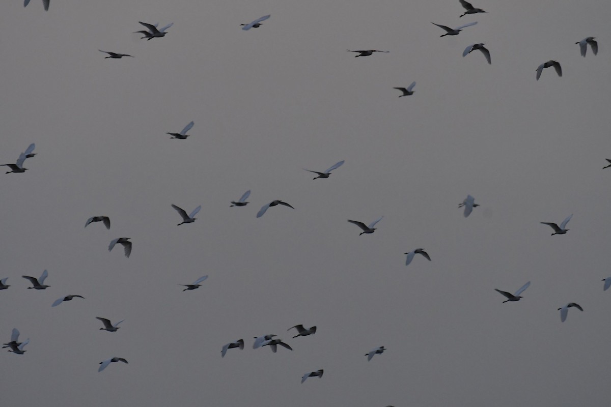 Египетская цапля (ibis) - ML355688711