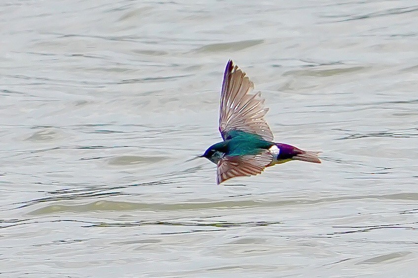 Violet-green Swallow - Cliff Halverson