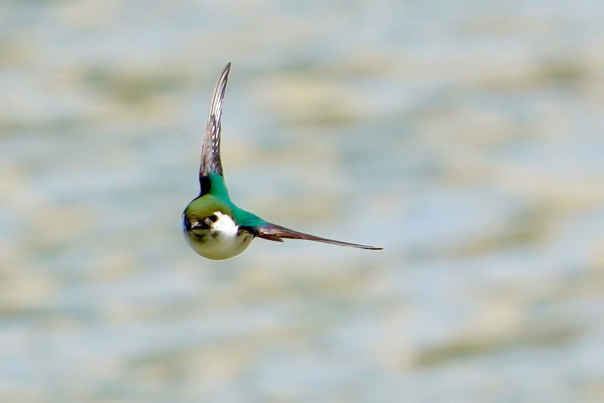 Violet-green Swallow - Cliff Halverson