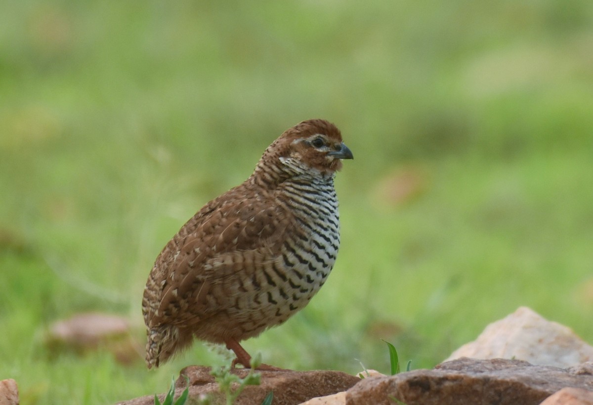 Rock Bush-Quail - Dr Mohammed Umer  Sharieff