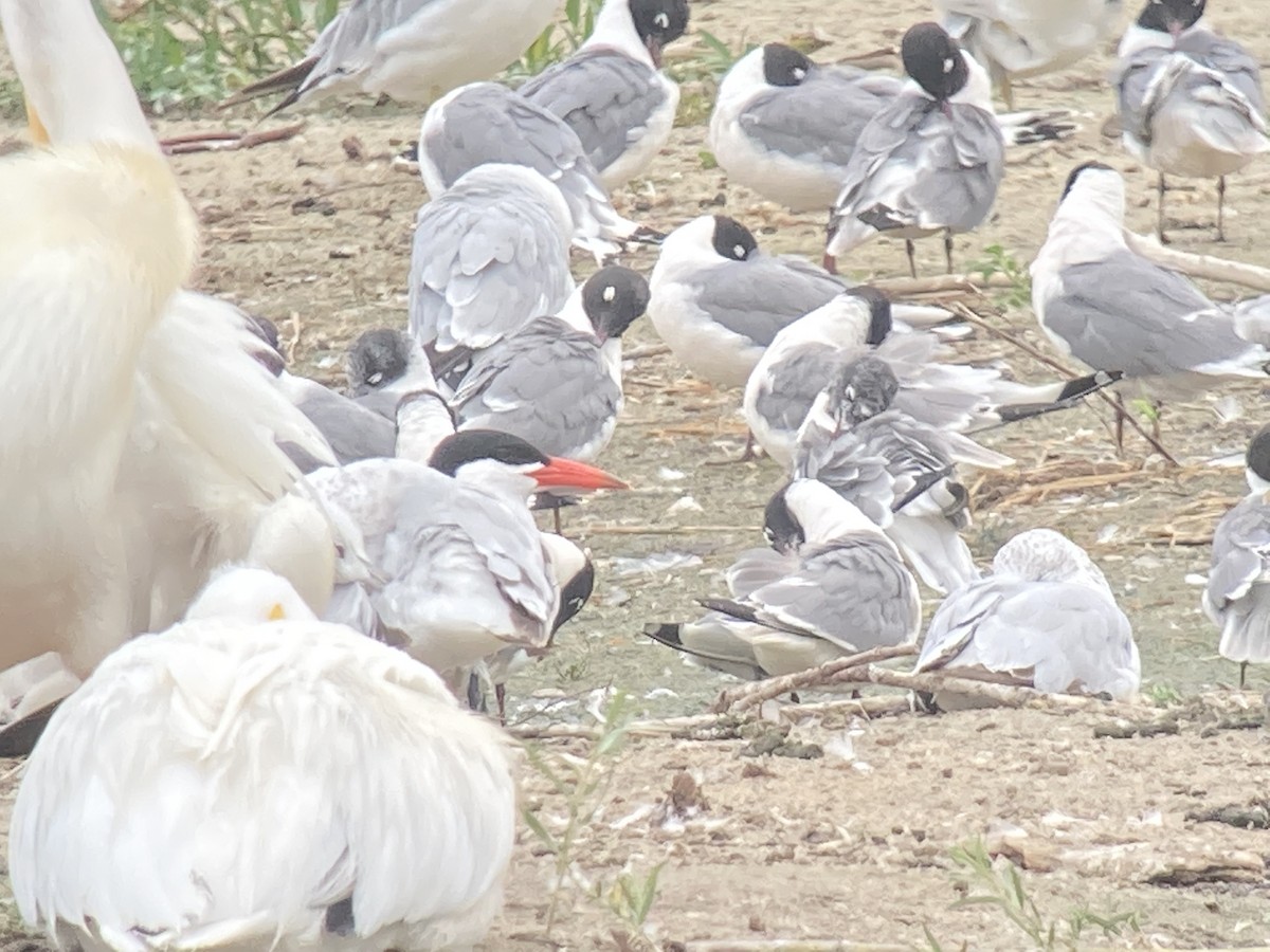 Txenada mokogorria - ML355691111