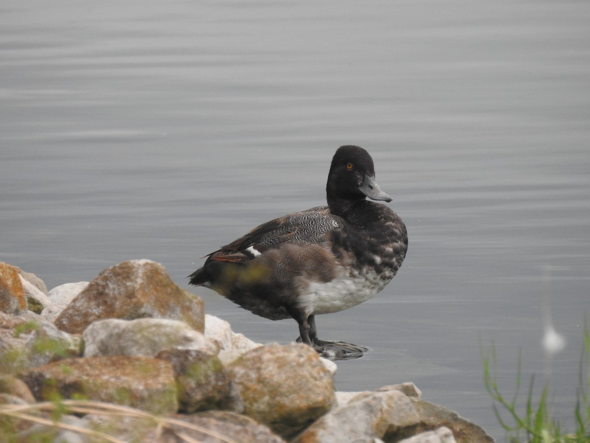 Lesser Scaup - ML355691261