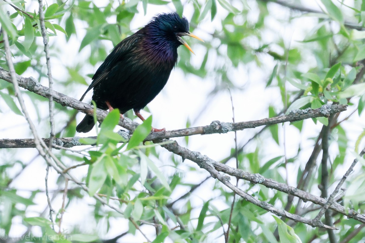 European Starling - ML355692591