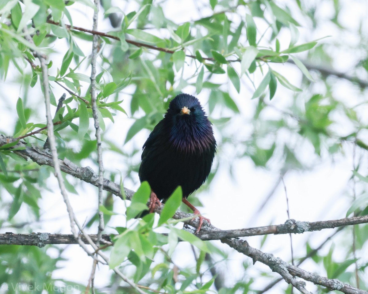 European Starling - ML355692601