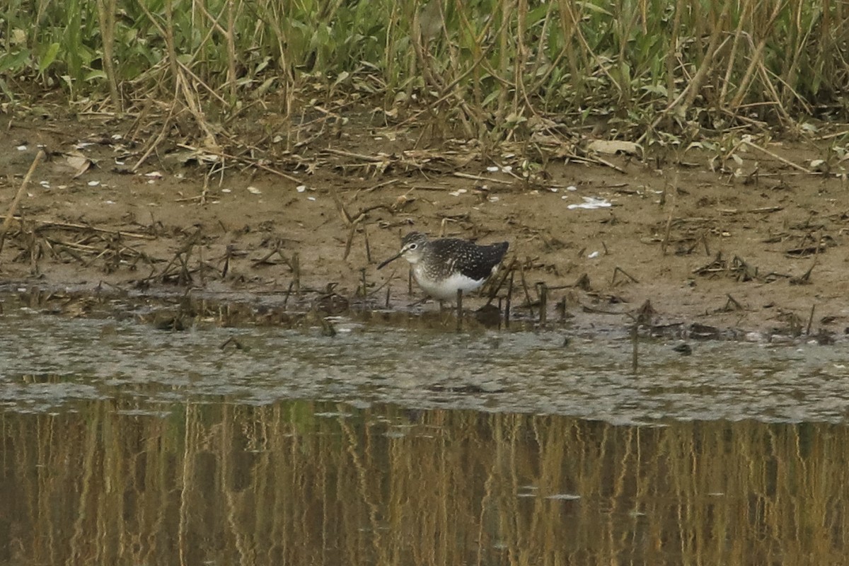 Solitary Sandpiper - ML355693251