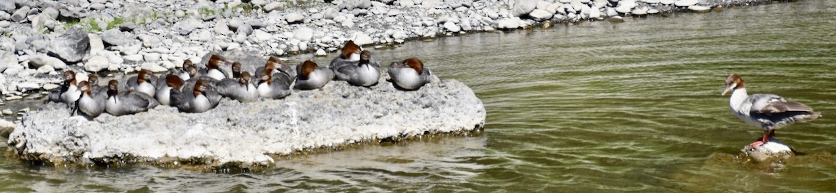 Common Merganser - ML355693261