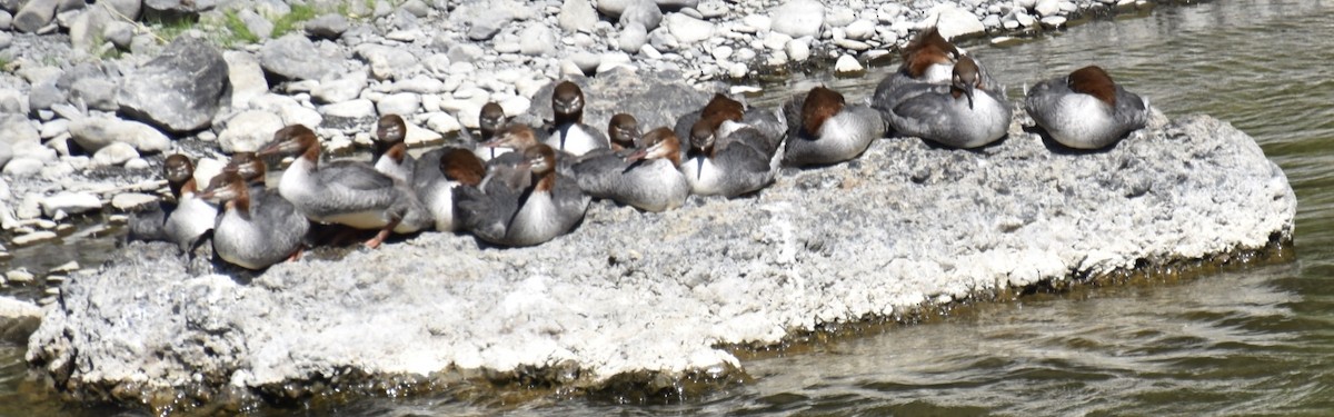 Common Merganser - ML355693421