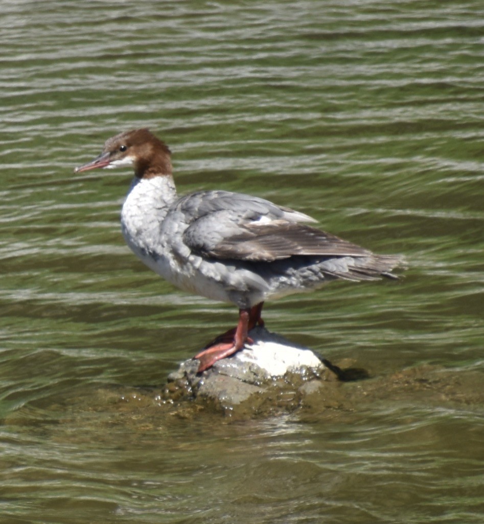 Common Merganser - ML355693621