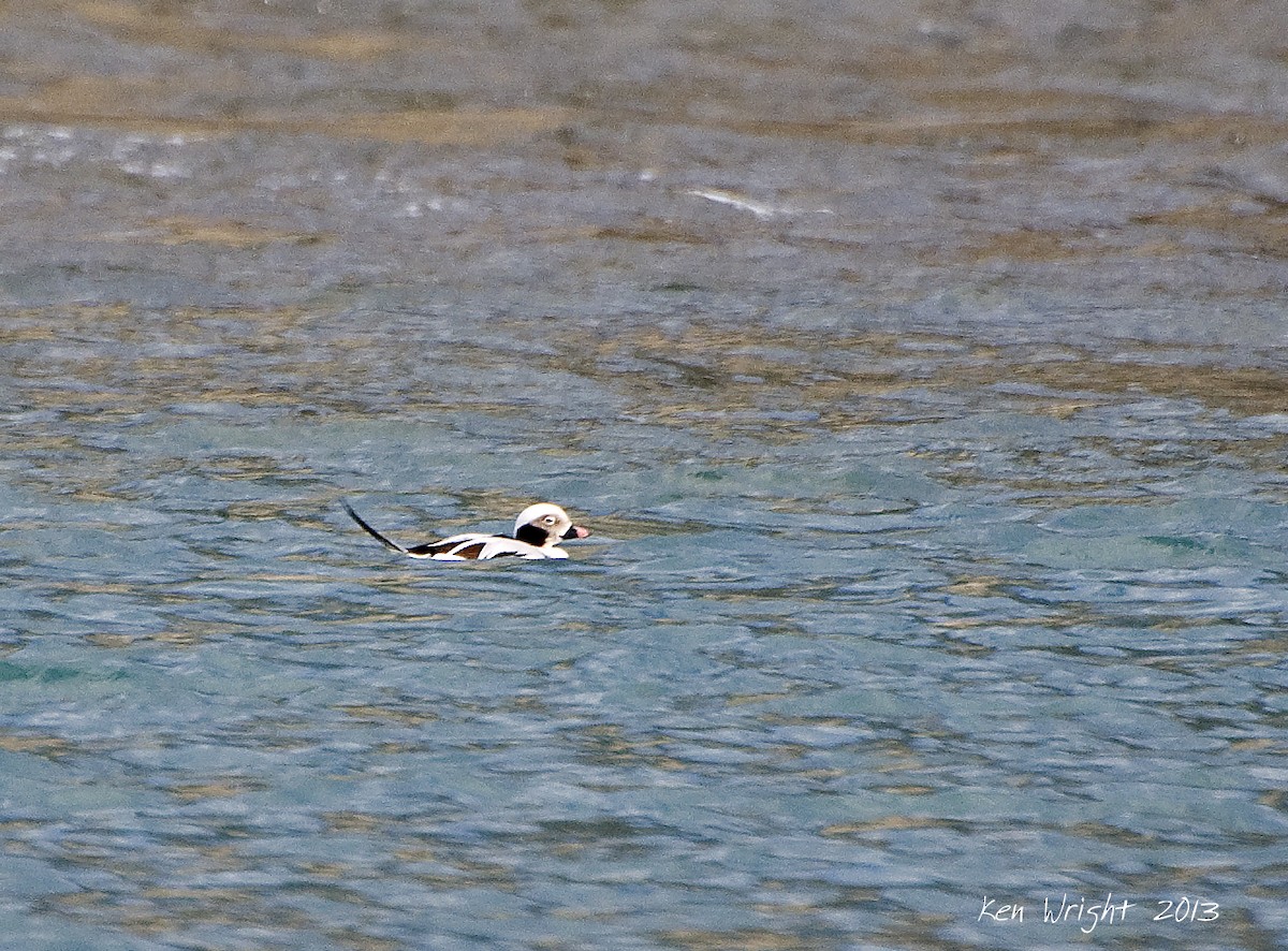 Long-tailed Duck - Ken Wright