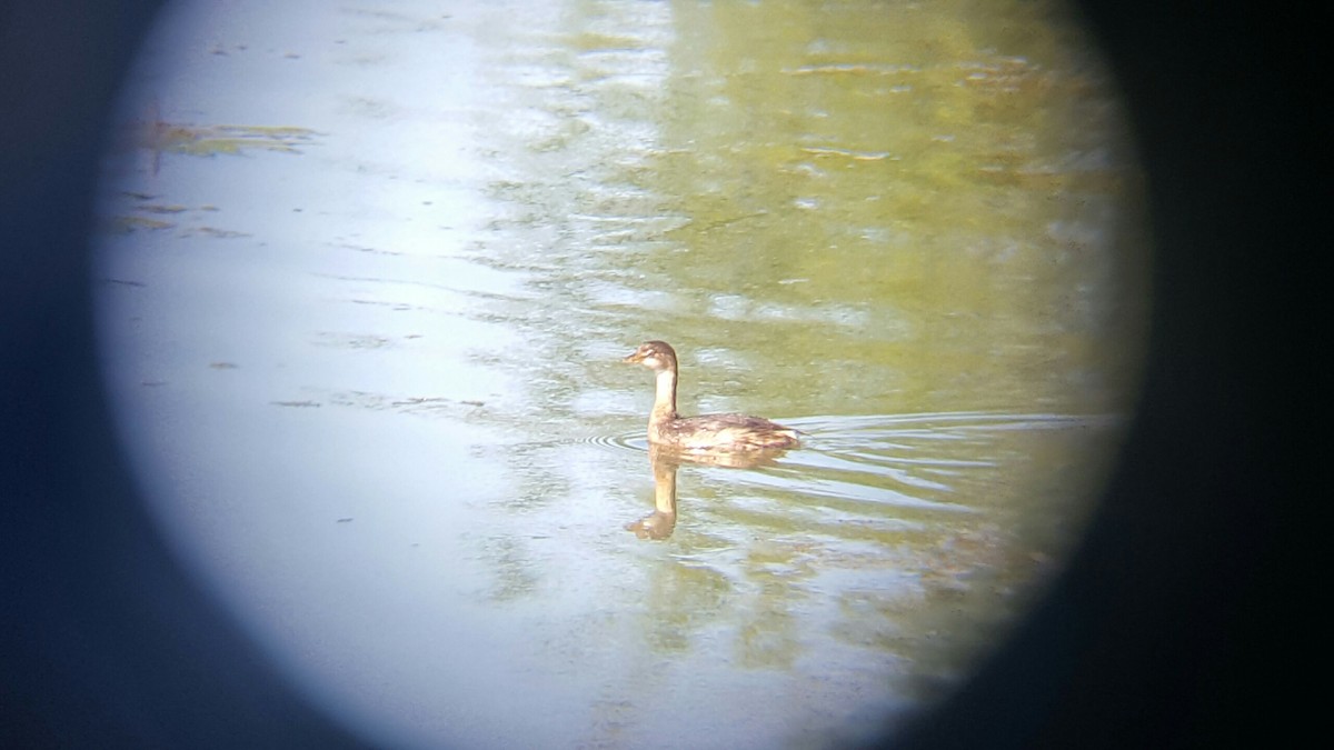 Pied-billed Grebe - ML35569391