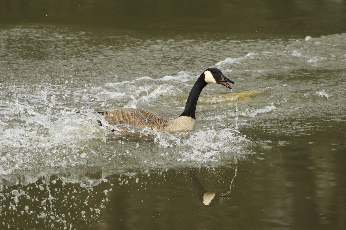 Canada Goose - ML355694831