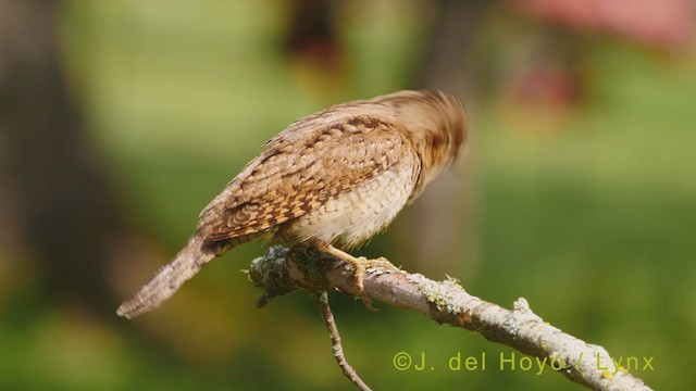 Eurasian Wryneck - ML355694861