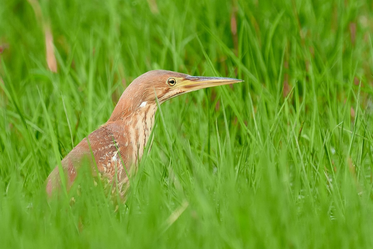 Cinnamon Bittern - Raghavendra  Pai