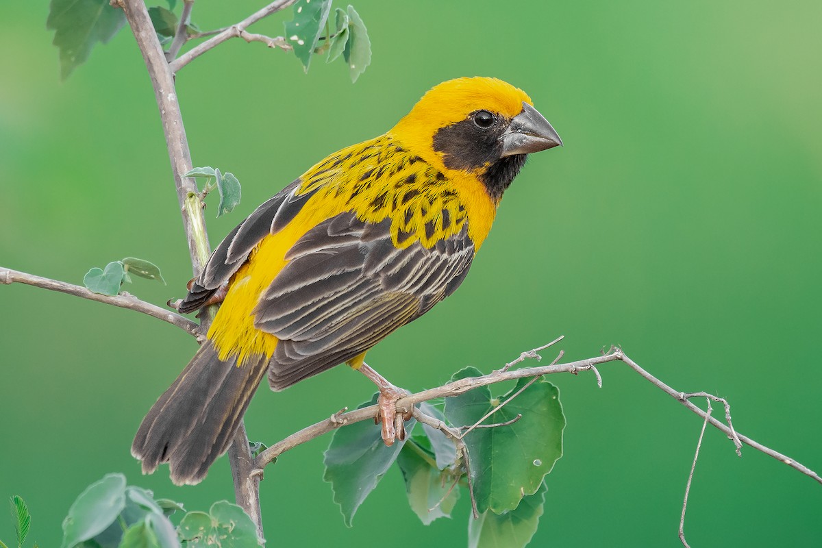 Asian Golden Weaver - Natthaphat Chotjuckdikul