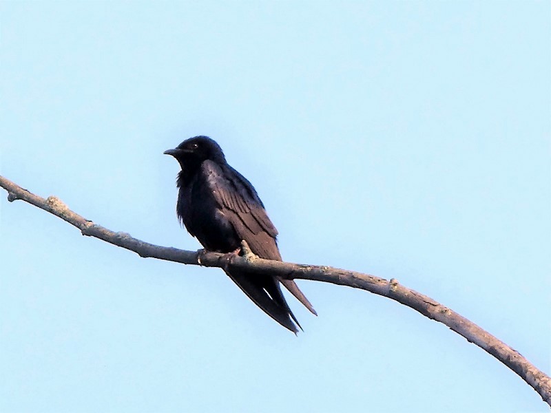 Purple Martin - ML355695631